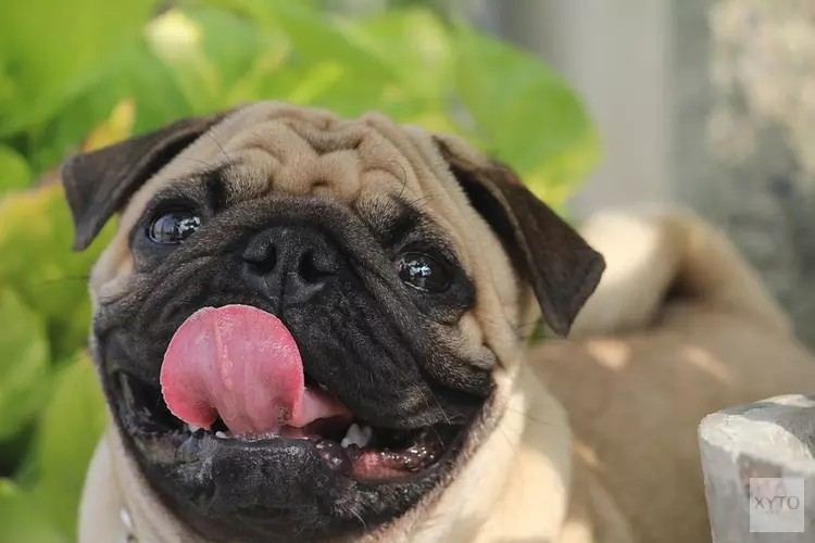 Pug Café Amsterdam opent op 26 januari