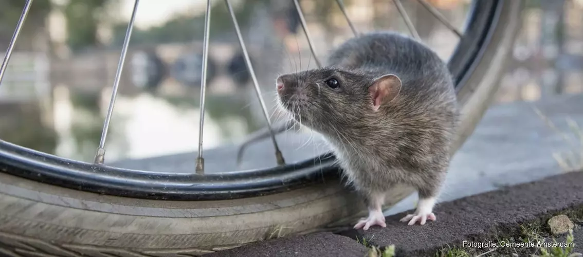 In Amsterdam wonen veel ratten