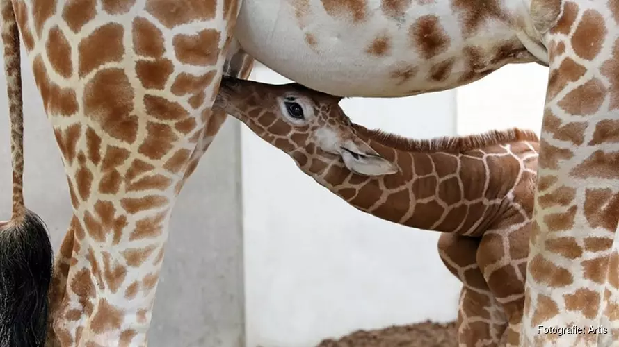 Netgiraffe geboren in Artis