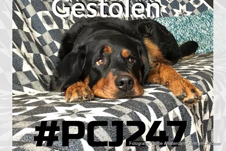 Hond &#39;Mazzel&#39; gestolen voor supermarkt in Amsterdam