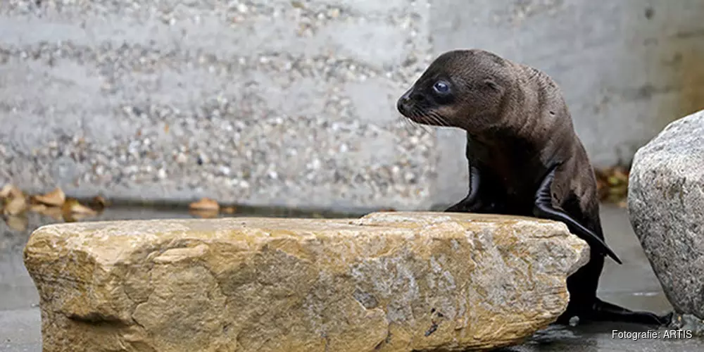 Derde Californische zeeleeuw geboren