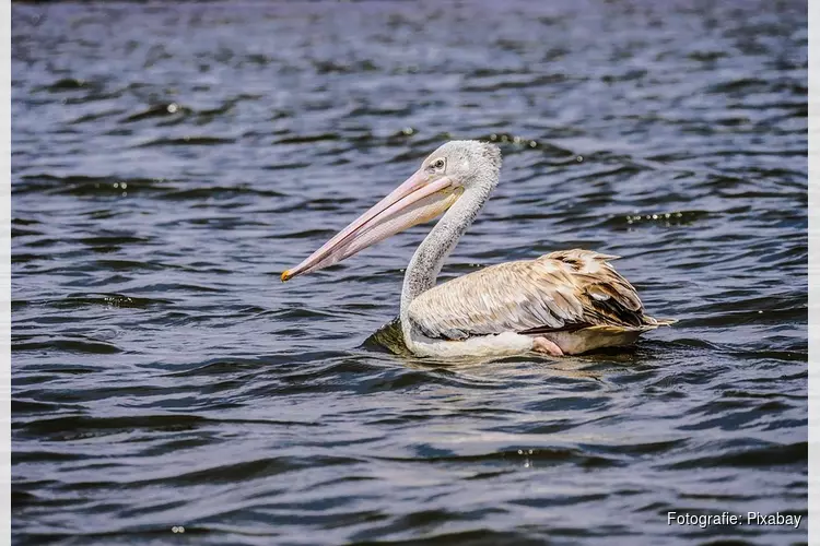 Ontsnapte pelikaan in goede gezondheid gevangen nabij spoorlijn