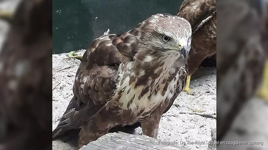 Verzwakte buizerd van dood gered uit Amsterdamse tuin