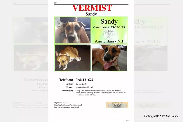 Hond Sandy weggelopen na overlijden baasje: familie mist haar enorm