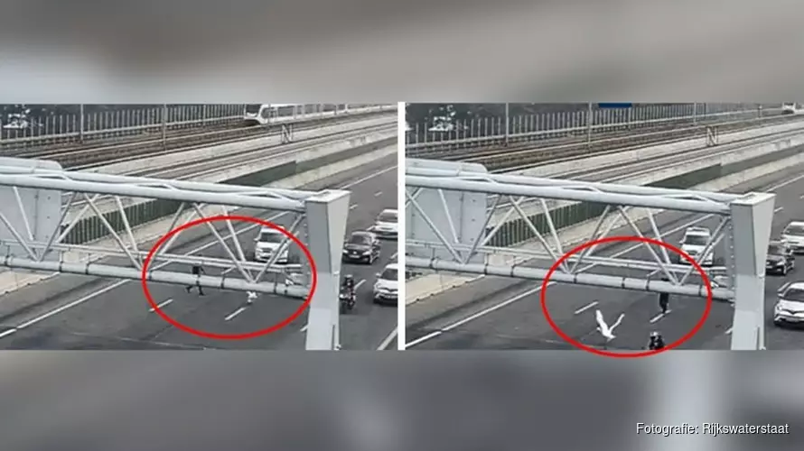 Zwaan ontsnapt aan politieagent op A6