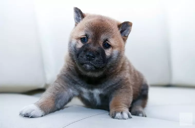 Puppy&#39;s moeten Amsterdamse studenten van examenstress afhelpen