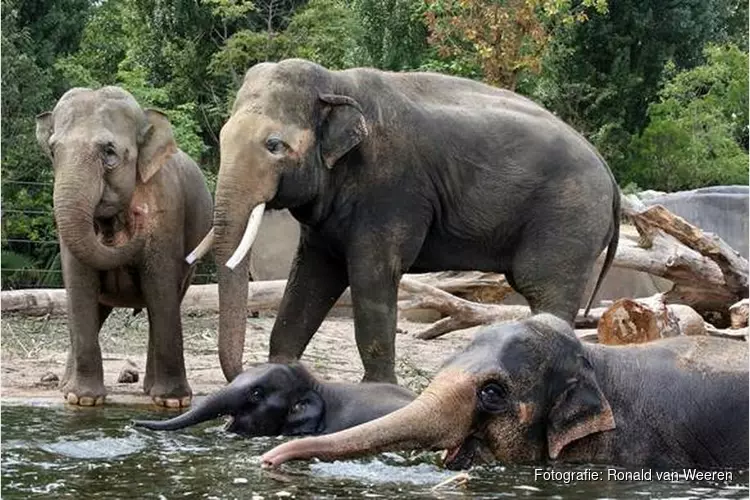 Recordaantal bezoekers in ARTIS