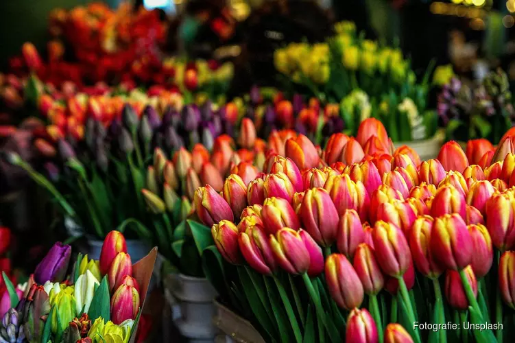Tulp Festival zet Amsterdam in april in bloei