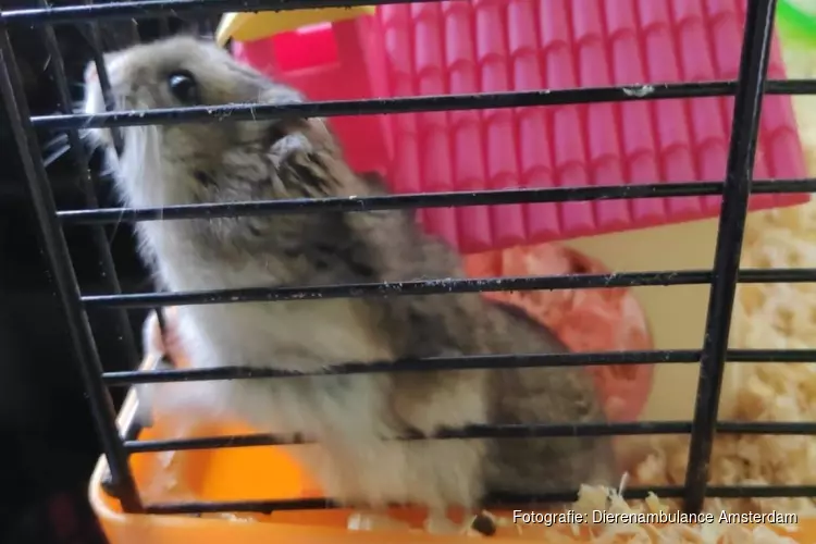 Hamster met kooi en al bij het vuil gedumpt