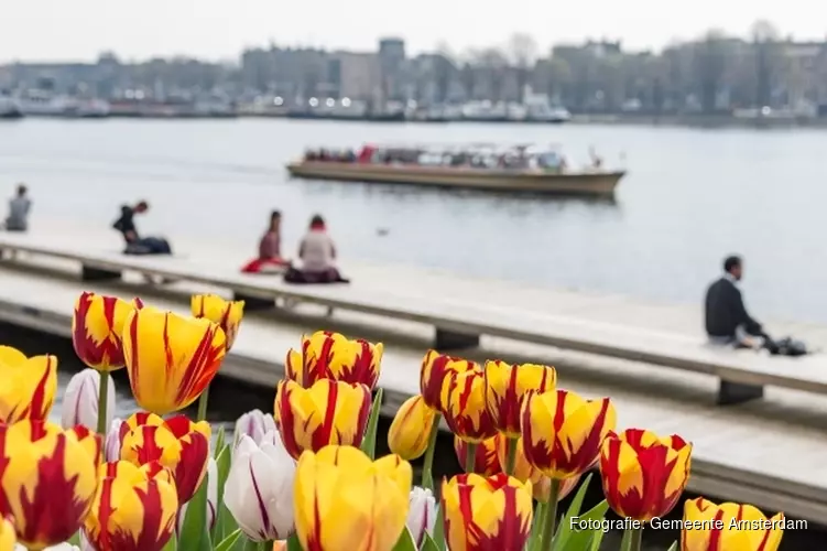 Een tulp voor iedere Amsterdammer