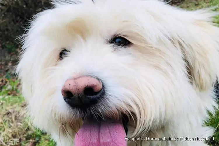 Harige zwartrijder aangehouden: hond gaat op avontuur en neemt de trein naar Weesp