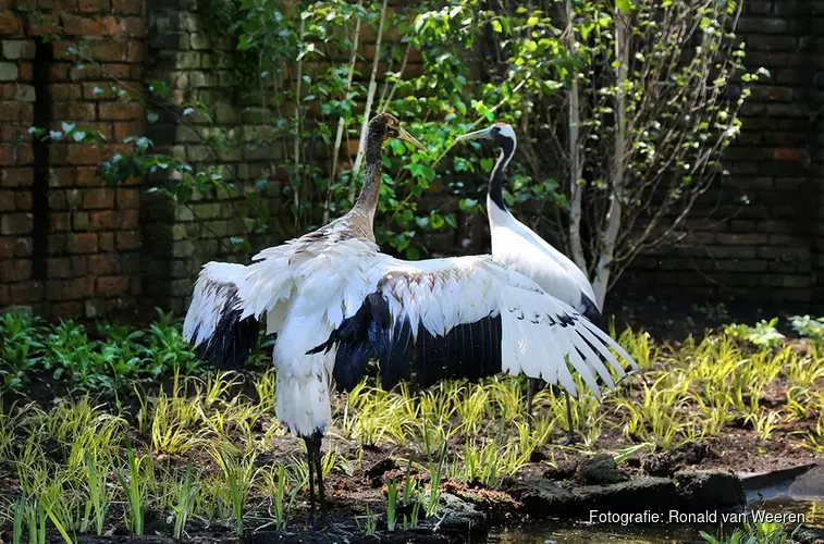 De Japanse kraanvogels in hun nieuwe verblijf in ARTIS