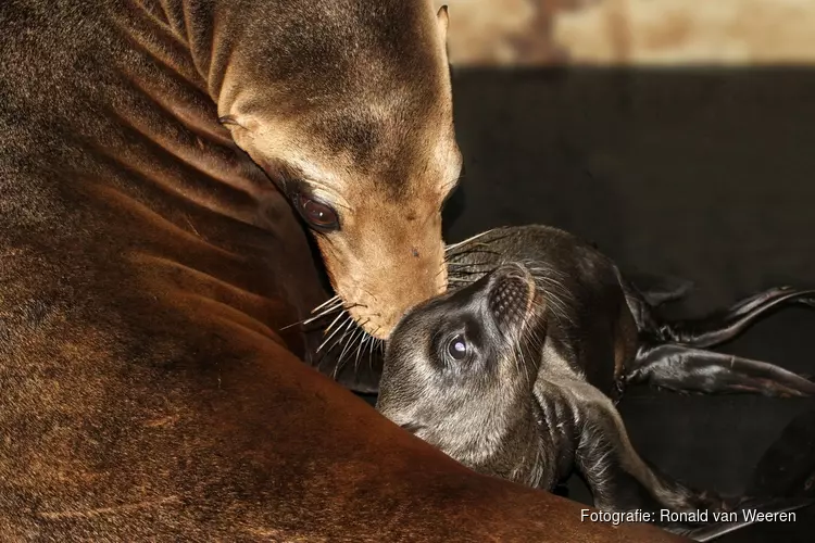 Californische zeeleeuwenpup geboren in ARTIS