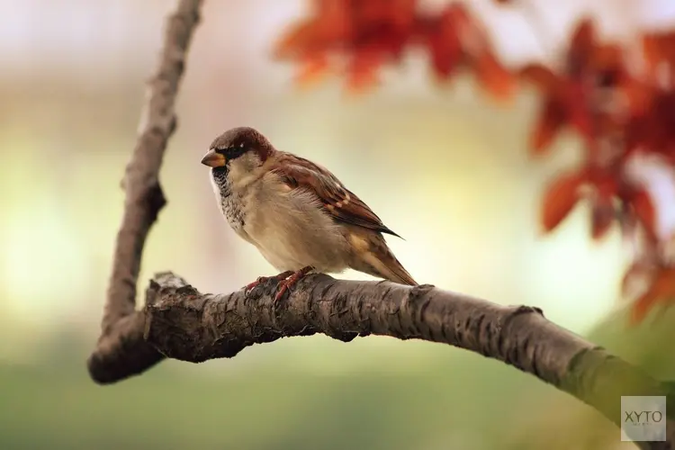 &#39;Vogels rondom vliegvelden zijn doof en agressief&#39;