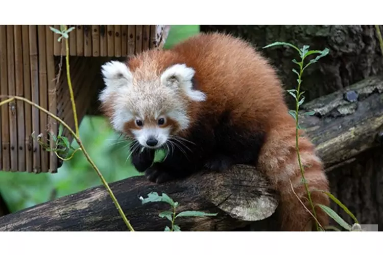 Kleine pandajong vaker buiten te zien