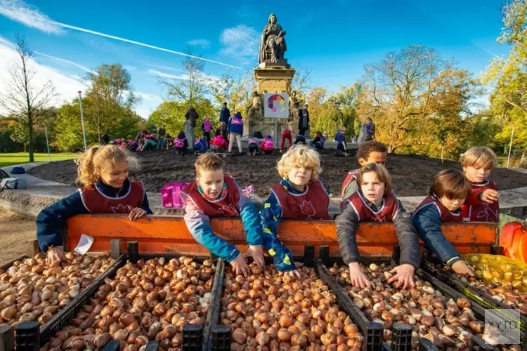 Bollen planten voor Tulp Festival 2020