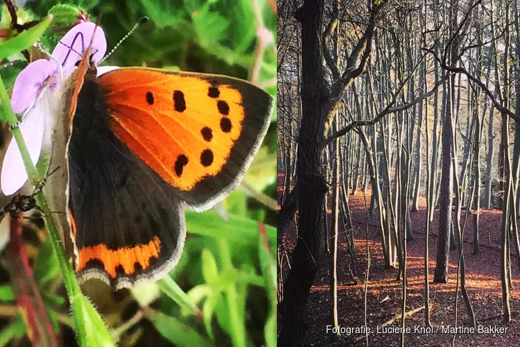 #mijnnatuurblijft: ook Noord-Holland strijdt online voor behoud natuurschoon