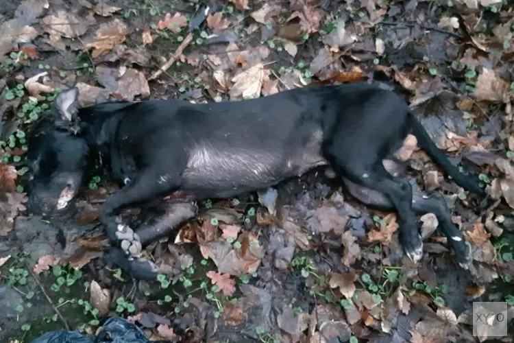 Getuigen gezocht: dode hond aangetroffen in W.H. Vliegenbos
