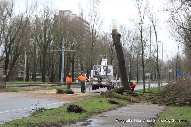 Boom dreigt om te vallen bij Beneluxbaan en trambaan