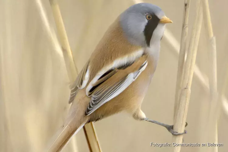 Rust nodig voor baardmannetjes in polder IJdoorn