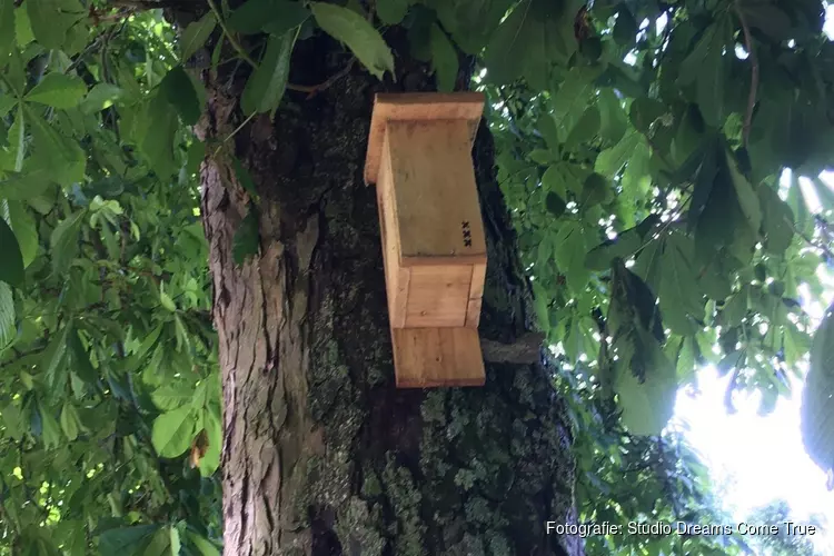 Zijn Amsterdamse vogeltjes slimmer?