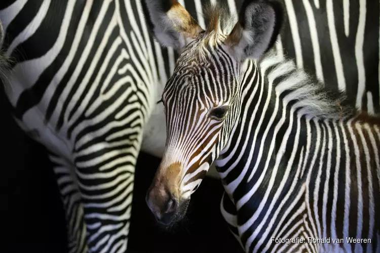 Grévy-zebra geboren in ARTIS