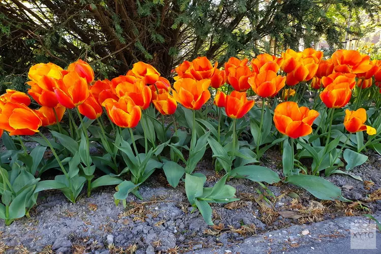 Najaarsactie voor voorjaarsvreugde   Zet in april je straat in bloei met tulpen