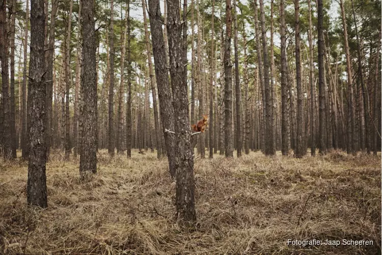 Fotoserie Jaap Scheeren op megaformaat aan de Noordelijke IJ-oevers: Tolhuistuin en NDSM-werf