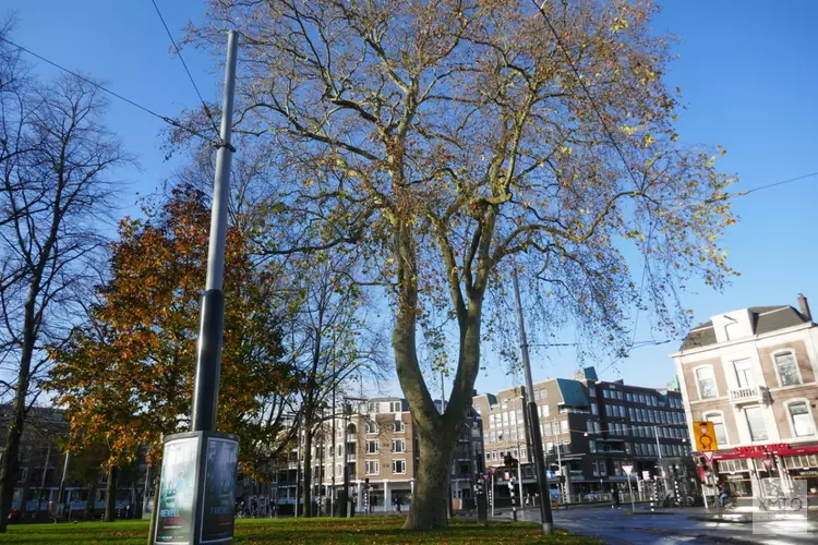 Ontdek de ‘buurtboom’: De Witte paardenkastanje!