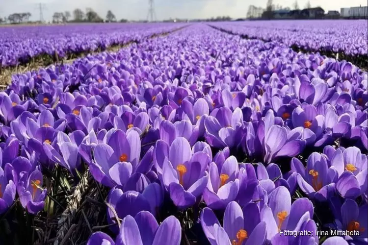 Keukenhof blijft voorlopig…dicht!