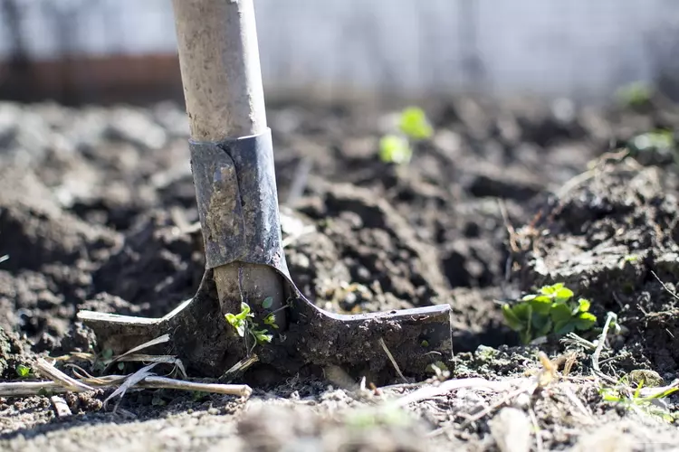 1569 bomen geplant in plantseizoen