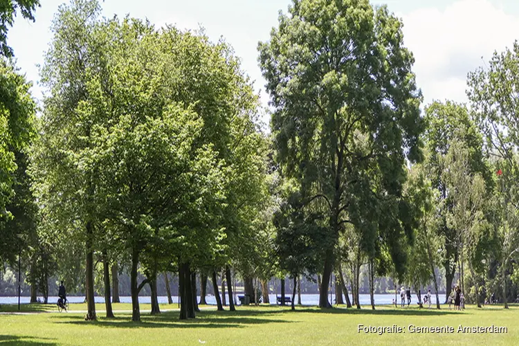 Amsterdam vervangt 1559 onveilige bomen