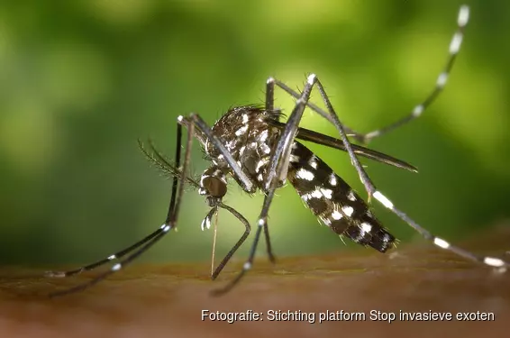 The tiger mosquito has already been spotted three times at a campsite in Amsterdam