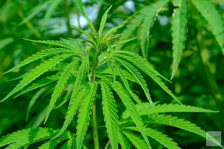 3,5% van volwassenen gebruikt cannabisproduct voor medicinale doeleinden