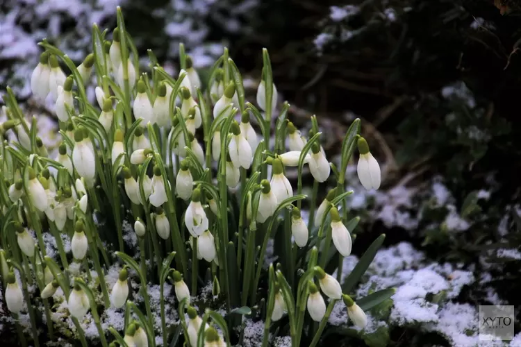 Maart roert zijn staart: zonneschijn gevolgd door (winterse) buien