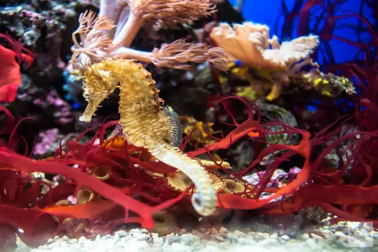 Rijk en provincie dragen bij aan urgente restauratie Aquarium ARTIS