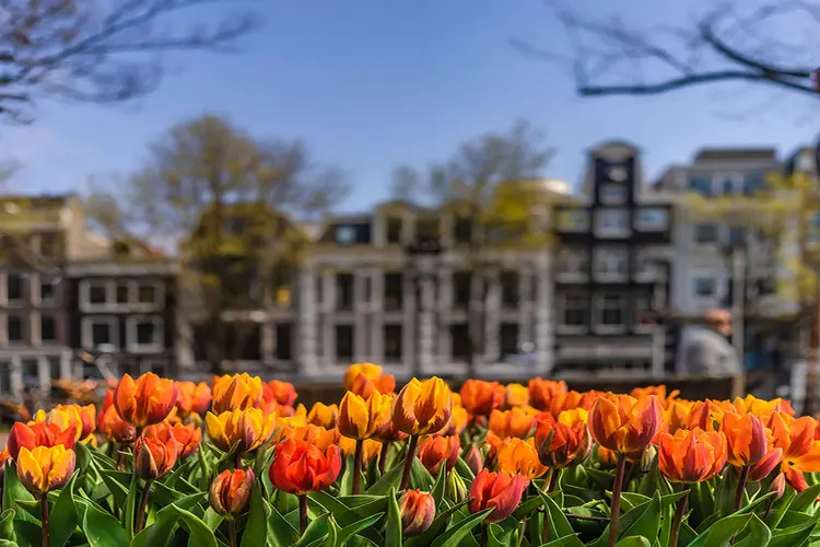 Amsterdam voor de 10e keer in de ban van de tulp