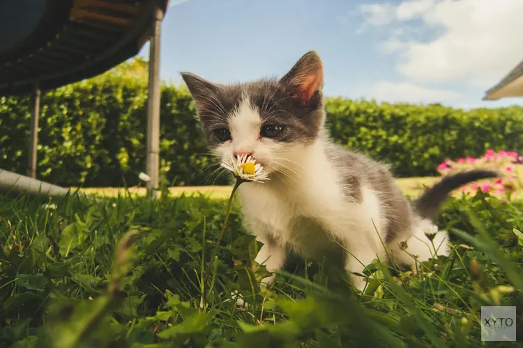 Maak van je huis een kattenparadijs met deze tips