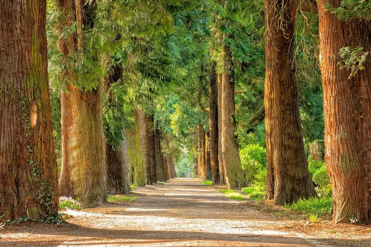 Meer groen in de Amsterdamse parken