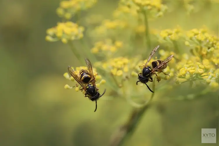 Zijn er echt zo weinig wespen dit jaar? Jij kan het antwoord geven