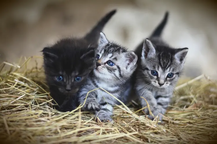 ‘Het asiel is de minst geschikte plek voor een kat’