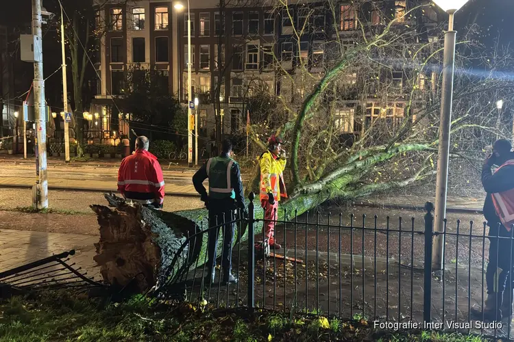 Boom omgevallen in de Linnaeusstraat