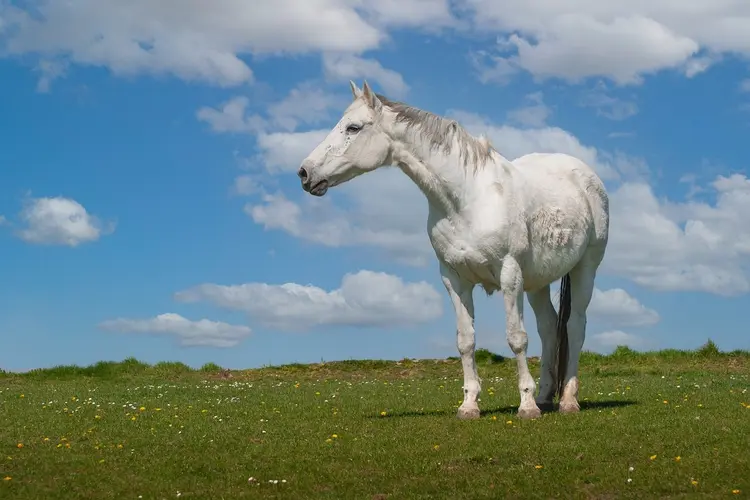 De unieke Harmony & Fairness Award maakt opnieuw haar entree op Jumping Amsterdam 2025