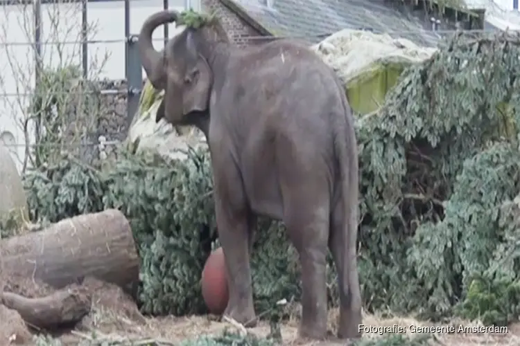 Kerstboom van de Dam naar de dieren in ARTIS