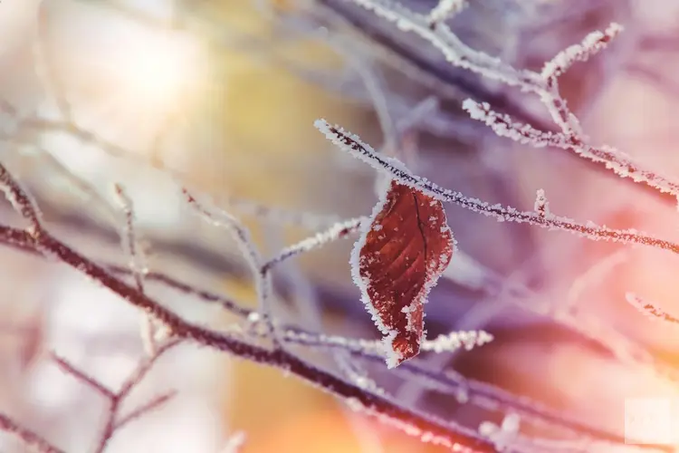 Februari start koud, droog en zonnig